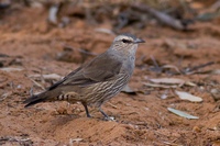   Climacteridae